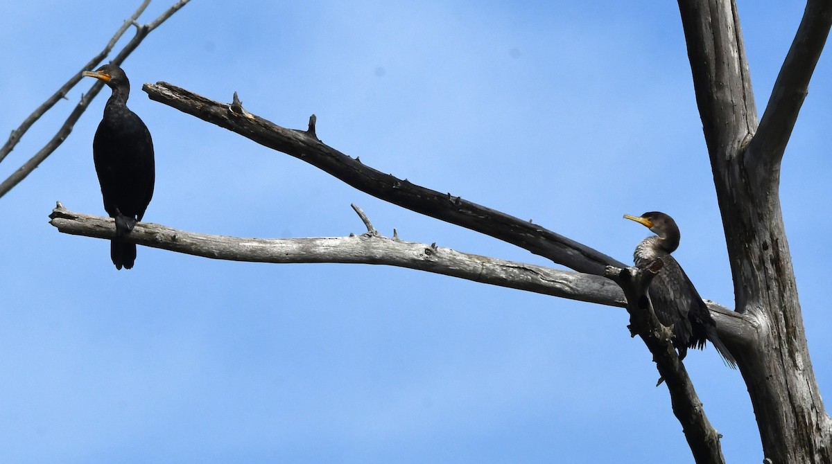 Double-crested Cormorant - ML615619018