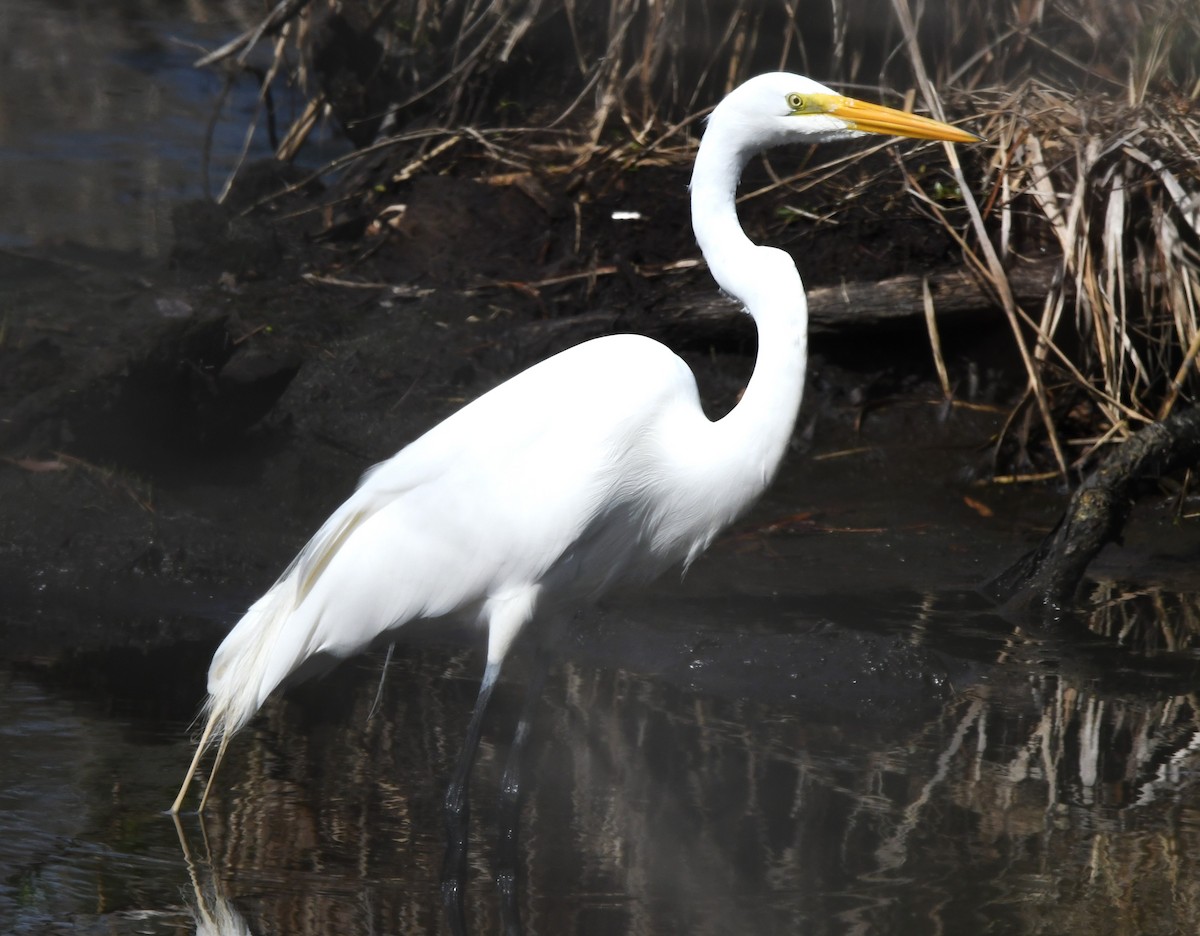 Great Egret - ML615619033