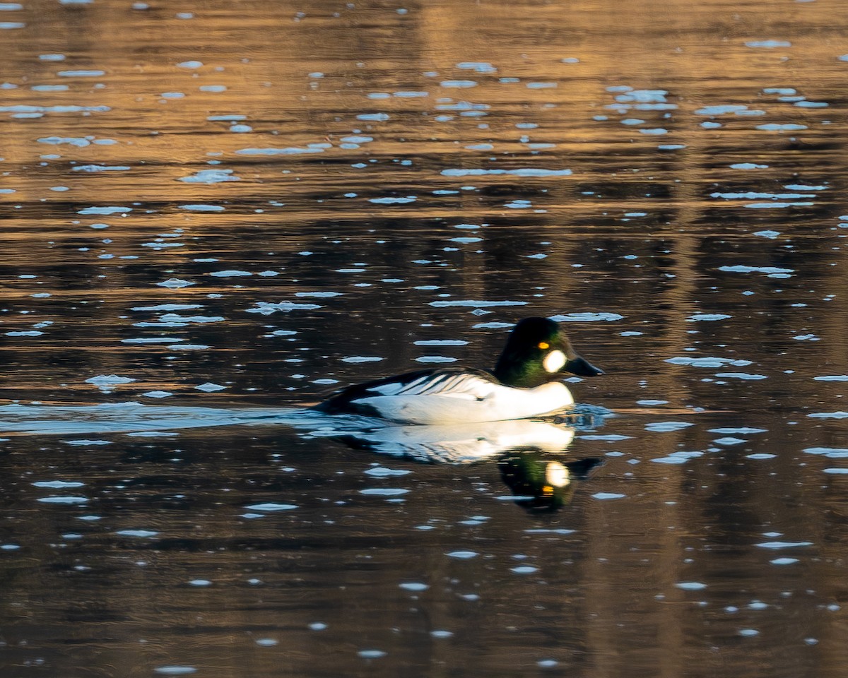 Common Goldeneye - ML615619064