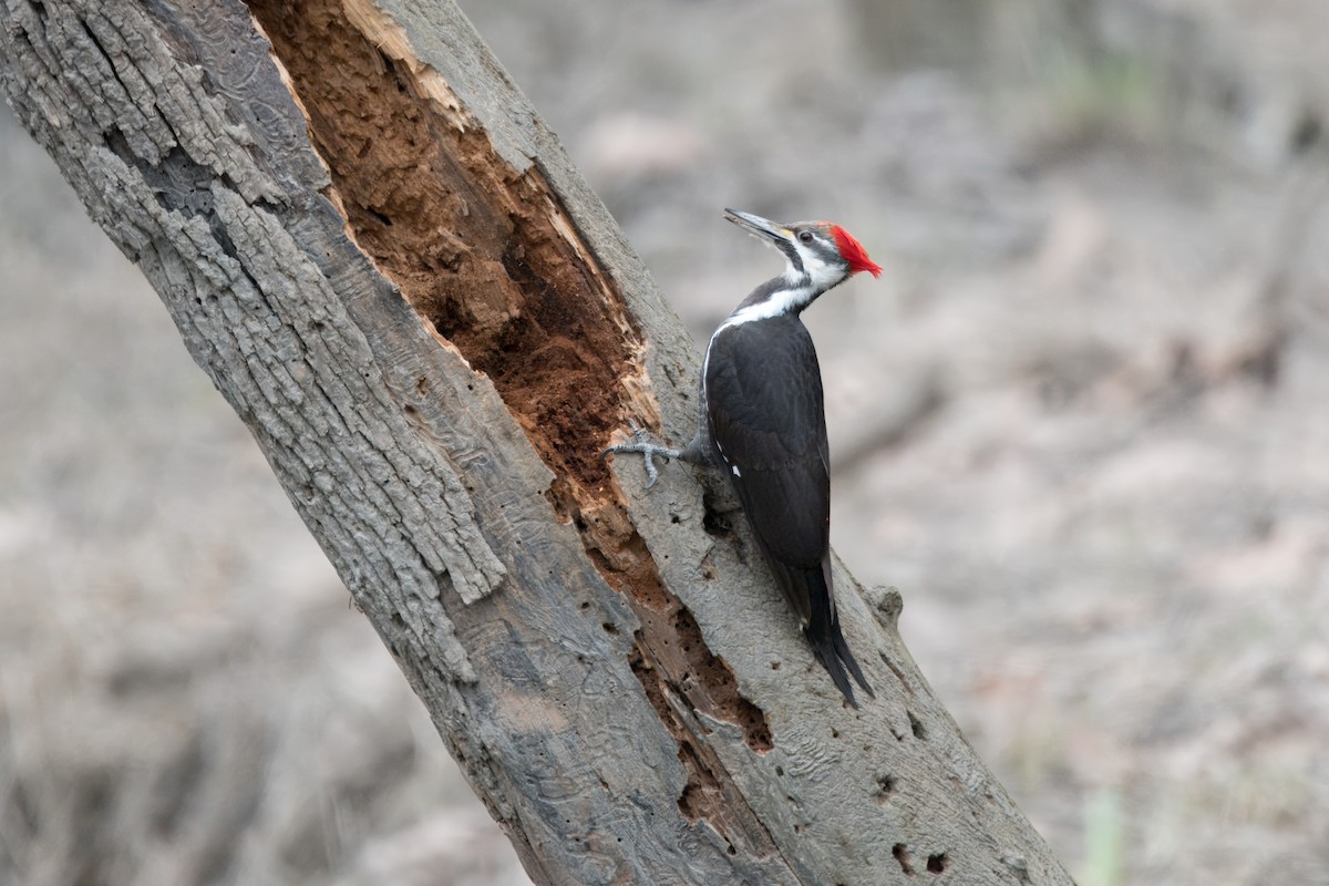 Pileated Woodpecker - ML615619107