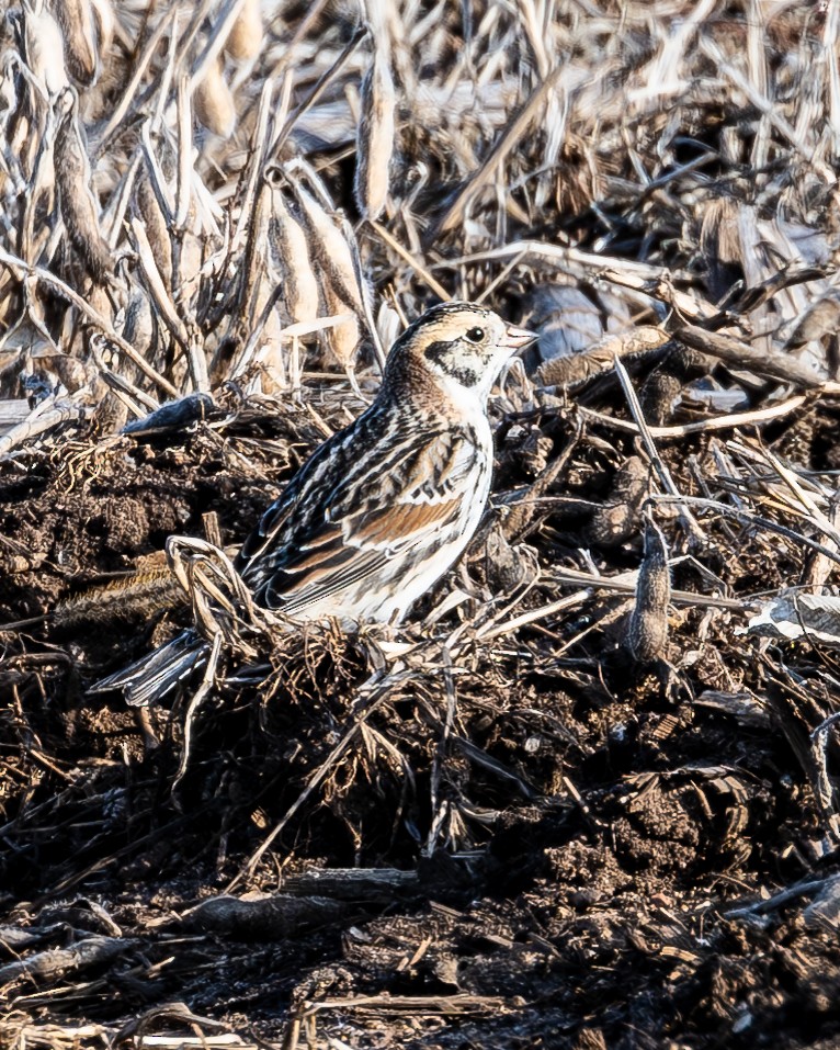 Lapland Longspur - ML615619153