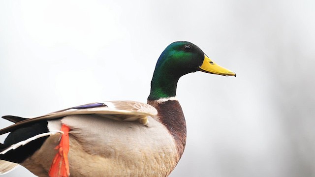 Canard colvert - ML615619158
