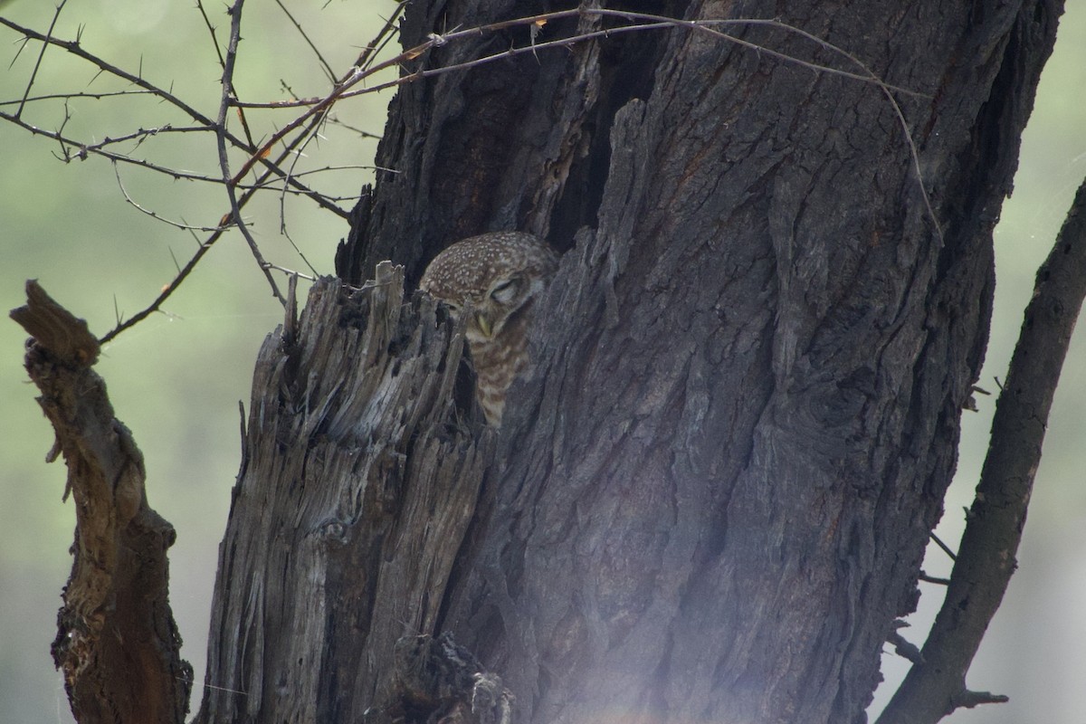 Spotted Owlet - ML615619216