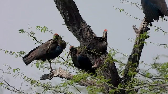 Red-naped Ibis - ML615619296