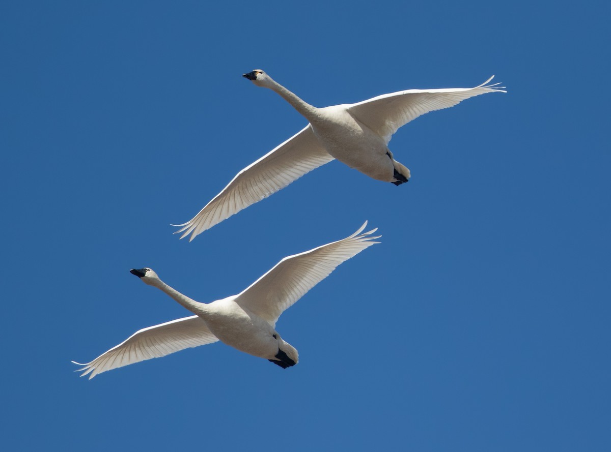 Tundra Swan - Darlene Friedman