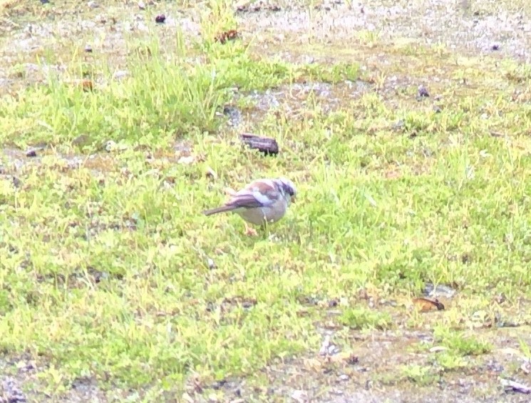 Dark-eyed Junco (Oregon) - ML615619305