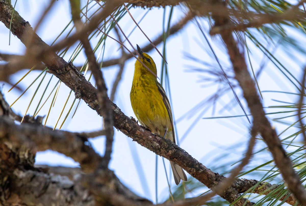 Pine Warbler - ML615619307