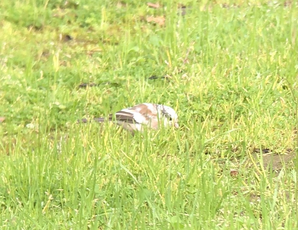 Dark-eyed Junco (Oregon) - ML615619308