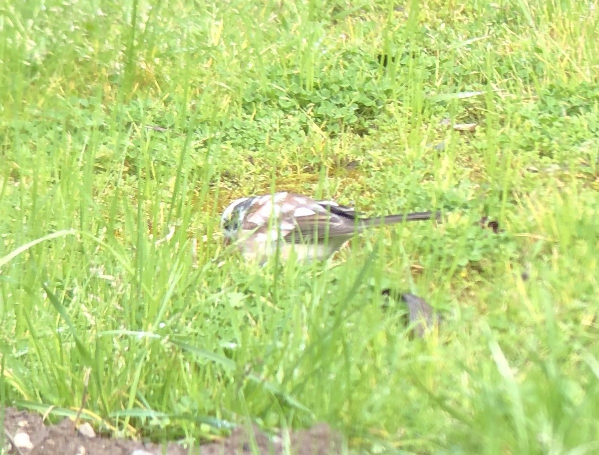 Junco Ojioscuro (grupo oreganus) - ML615619315