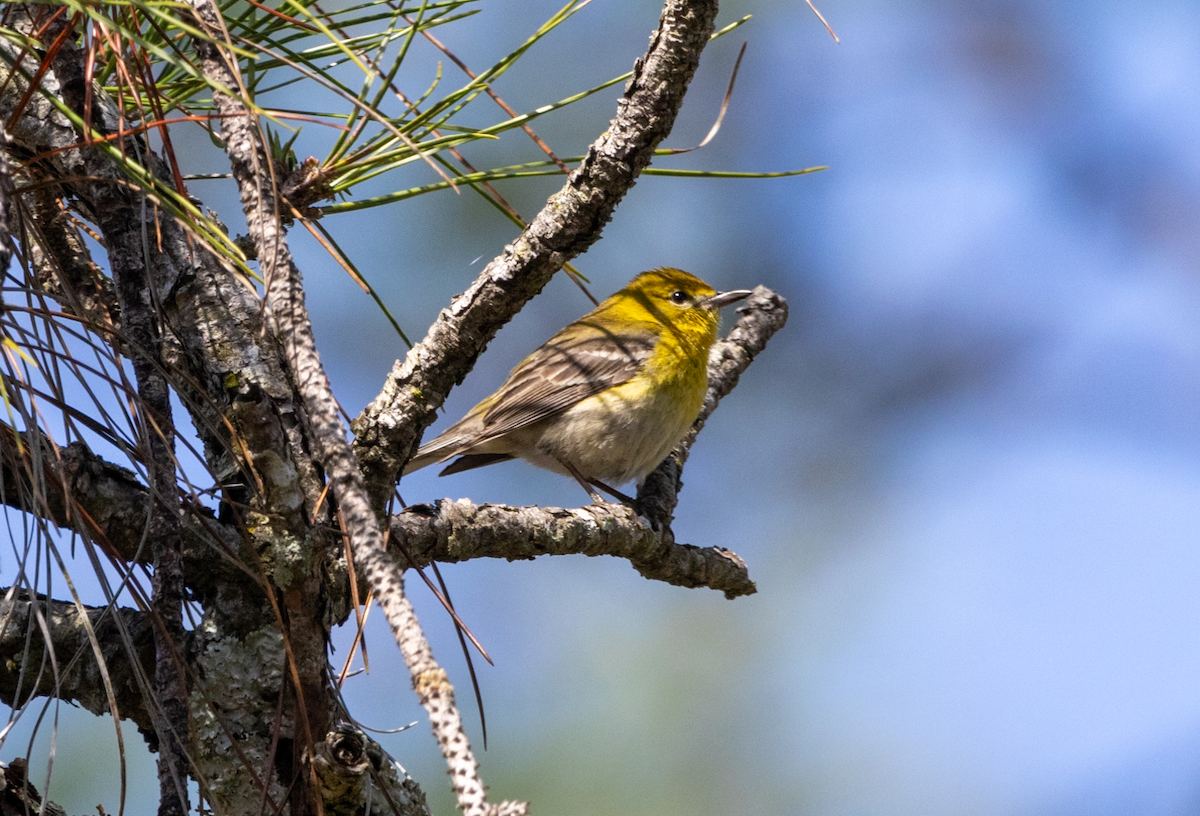 Pine Warbler - Lucas Pittman