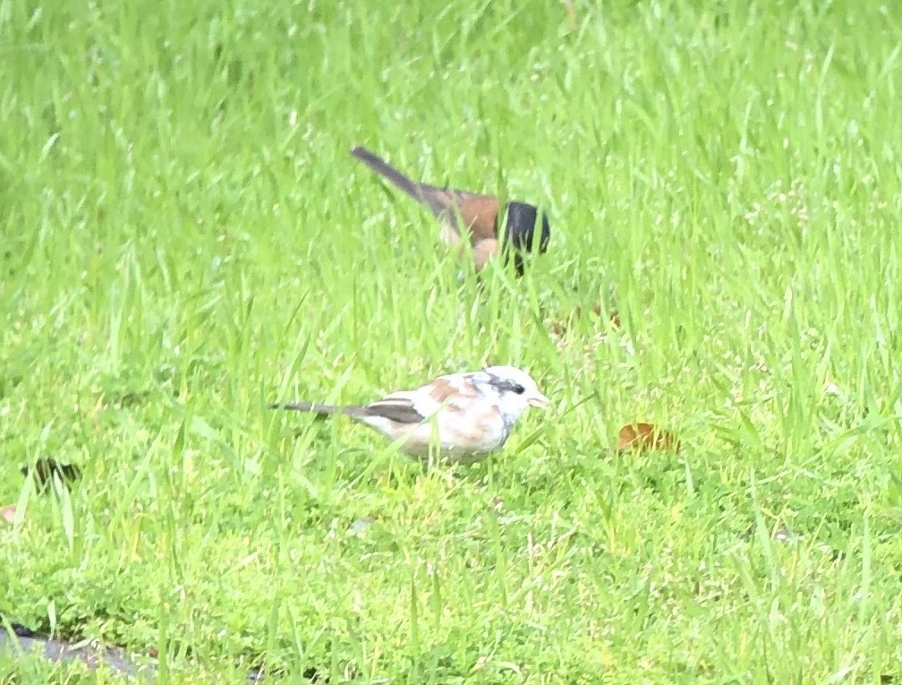 Dark-eyed Junco (Oregon) - ML615619321