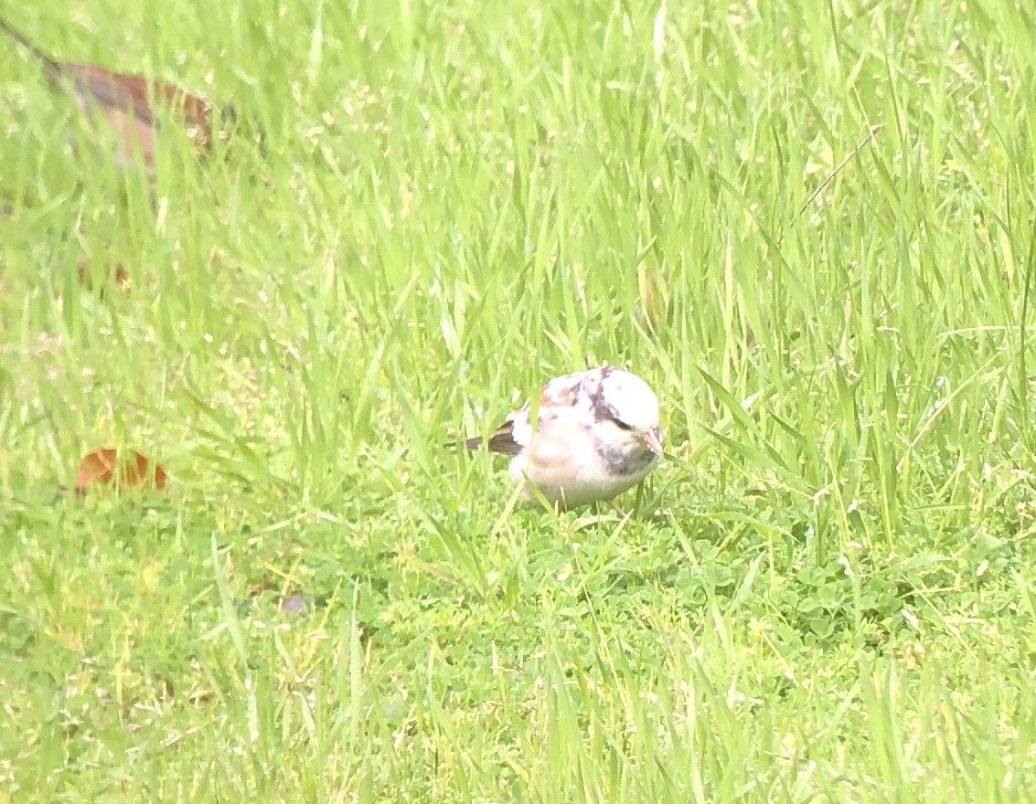 Dark-eyed Junco (Oregon) - ML615619324