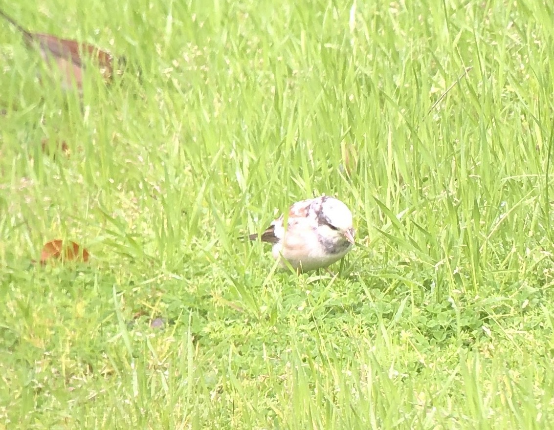 Junco Ojioscuro (grupo oreganus) - ML615619324