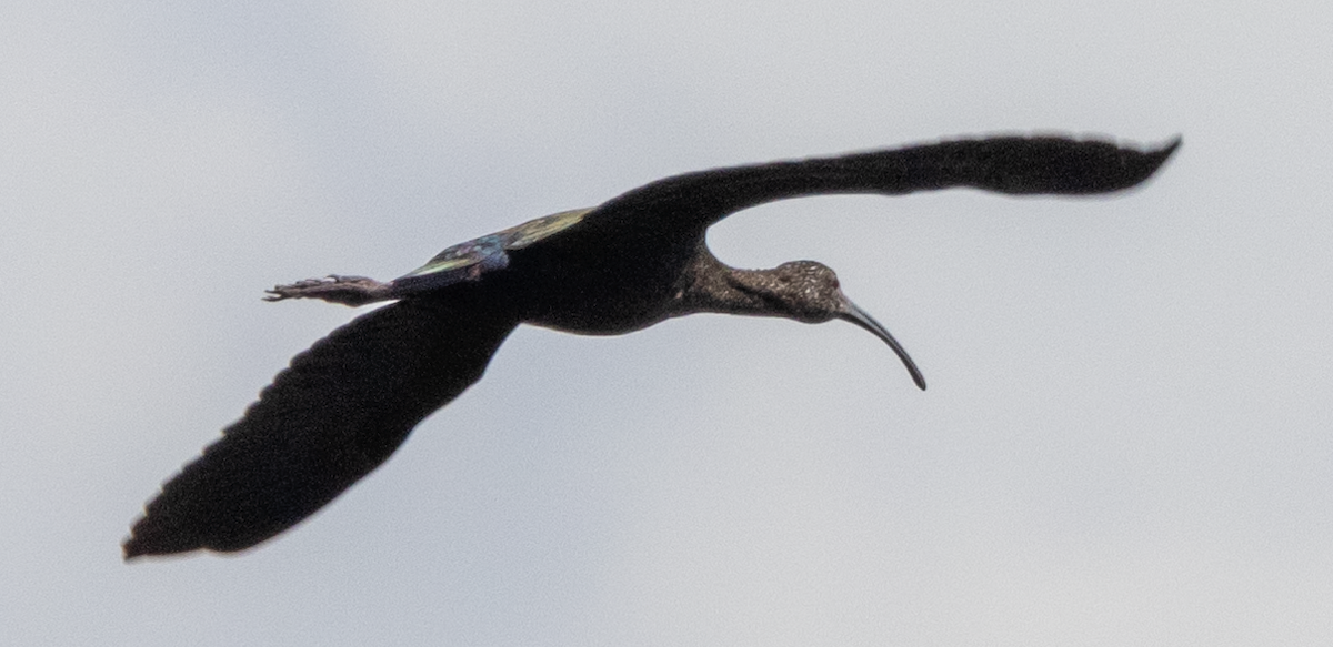 ibis americký - ML615619400