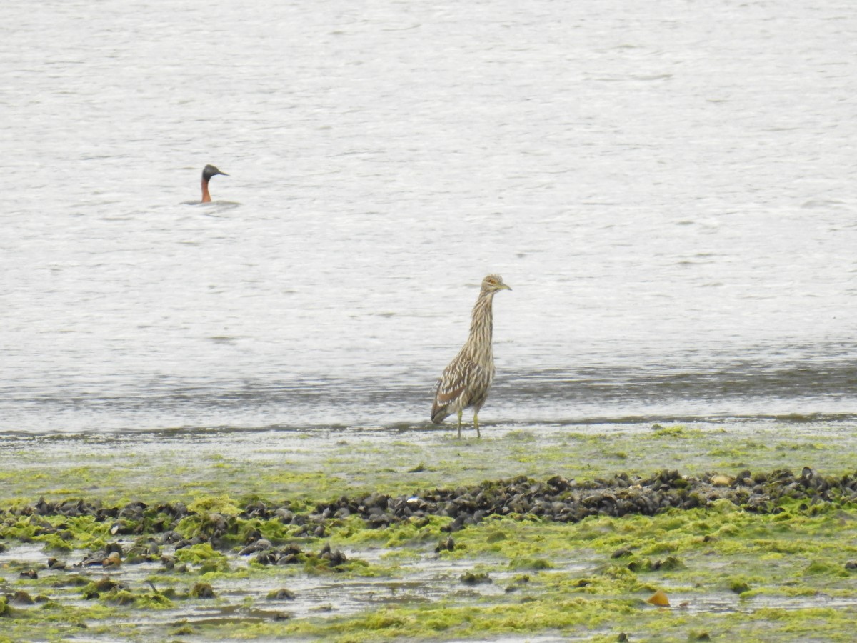 Black-crowned Night Heron - Patricia Alfredo