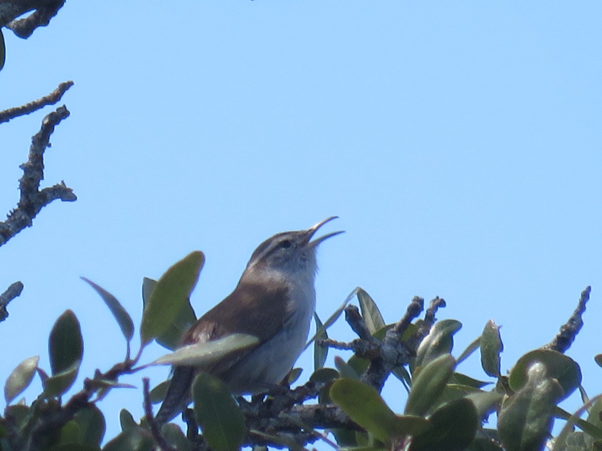 Bewick's Wren - ML615619404