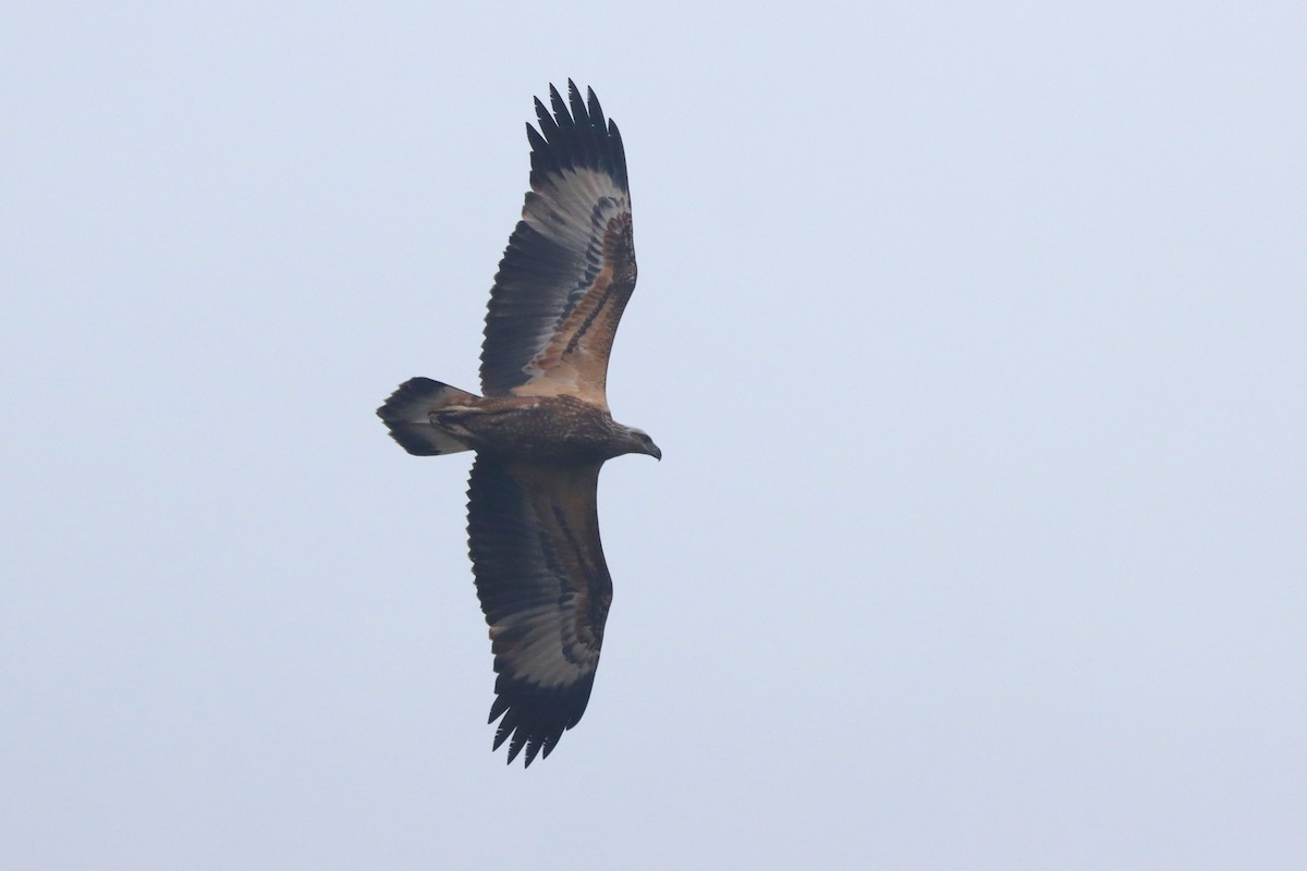 White-bellied Sea-Eagle - ML615619418