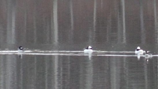 Bufflehead - ML615619421