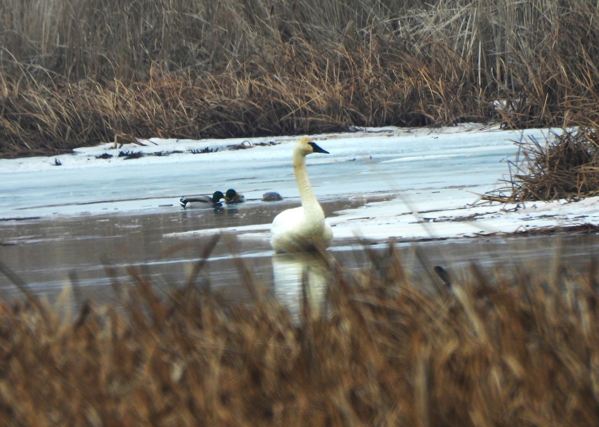 Trumpeter Swan - Sue Ascher