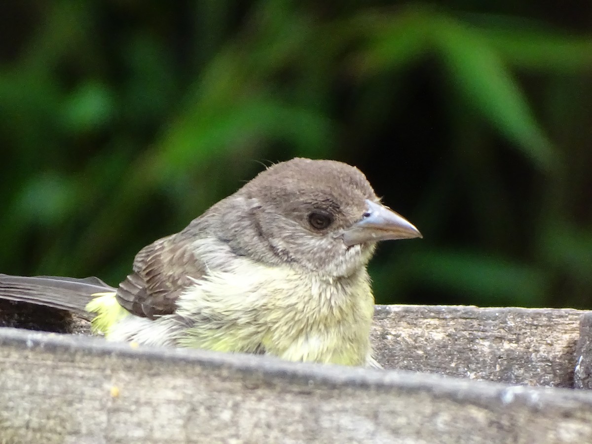 Flame-rumped Tanager - Bernardo José Jiménez Mejía