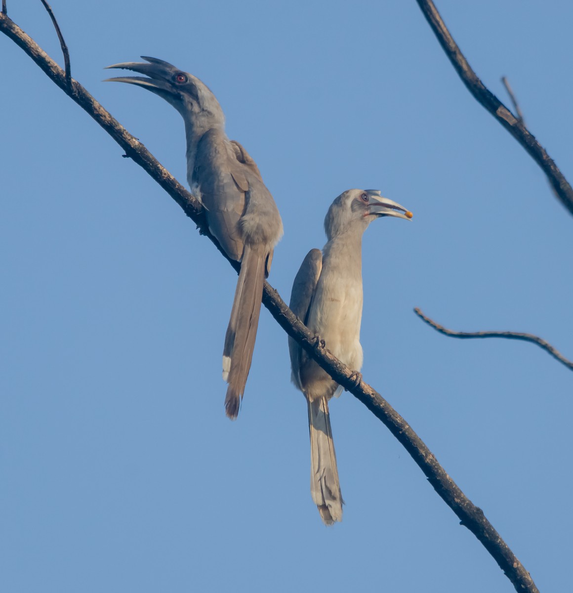 Indian Gray Hornbill - Arun Raghuraman