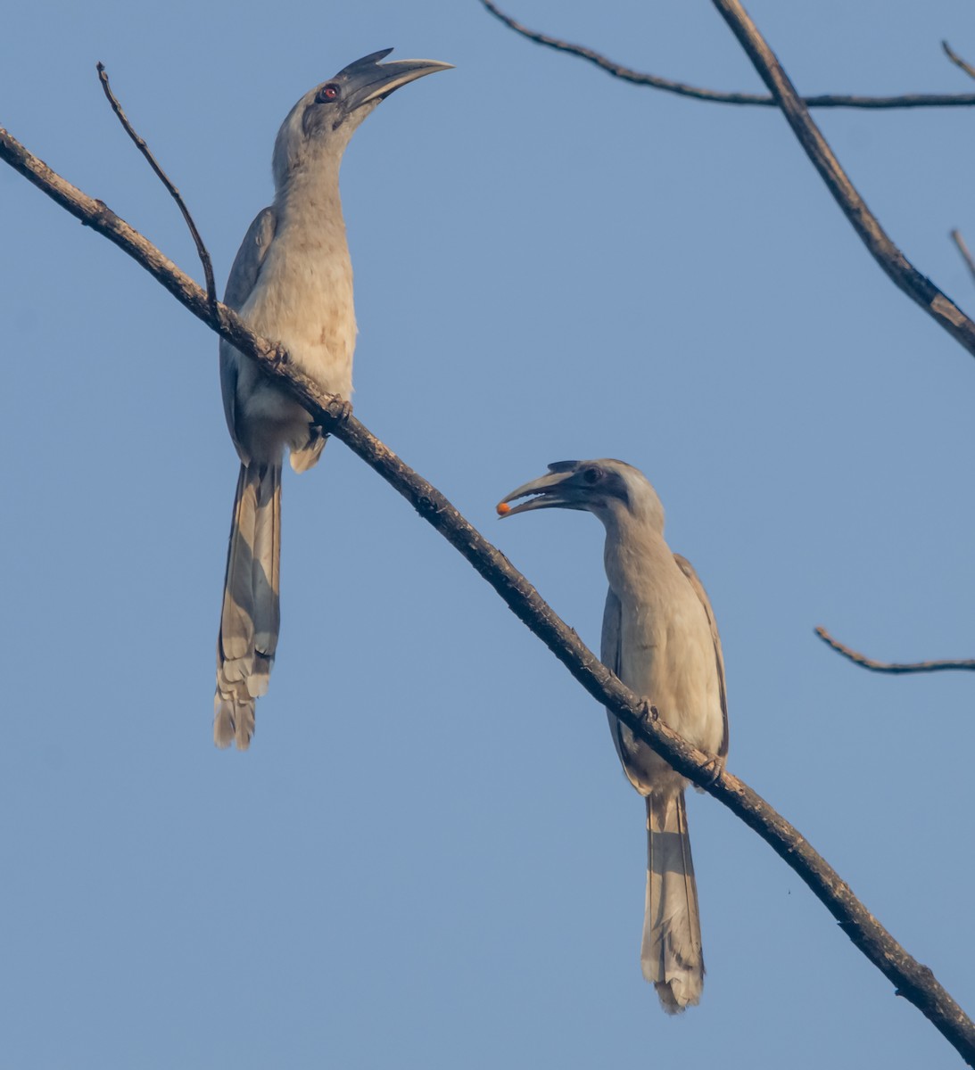 Indian Gray Hornbill - Arun Raghuraman