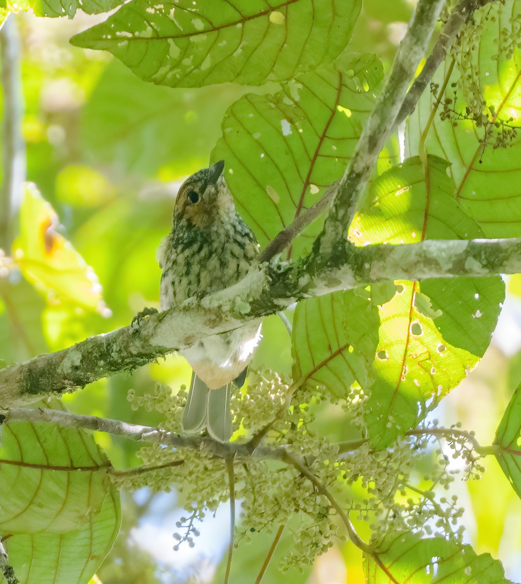 Mottled Berryhunter - ML615619544