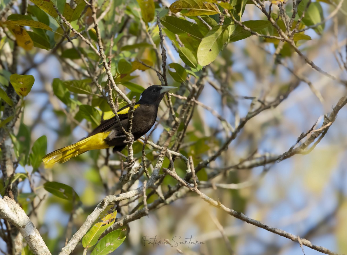 Yellow-winged Cacique - ML615619575