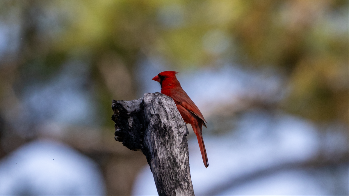 Cardinal rouge - ML615619602