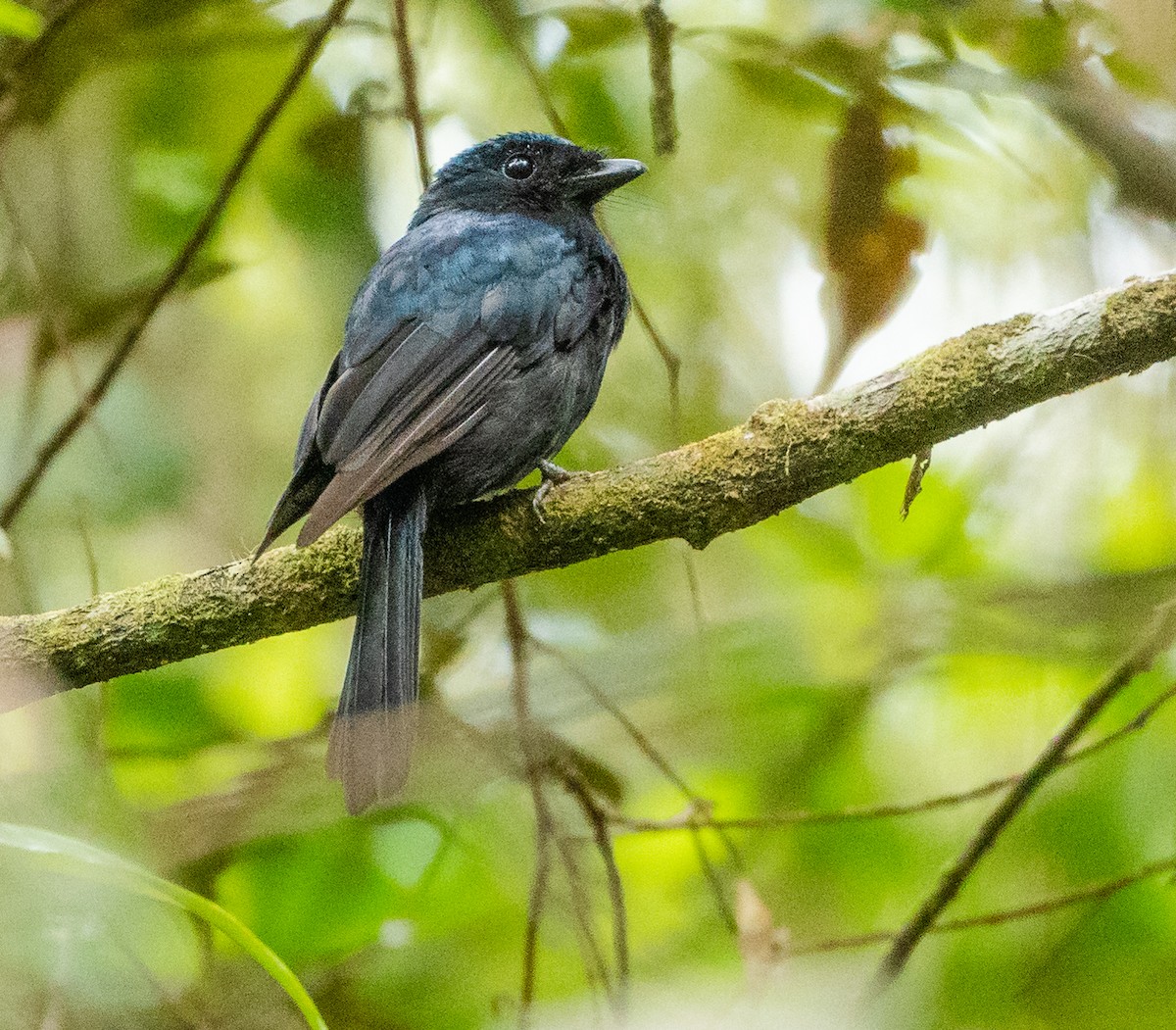 Drongo Katmerkuyruğu - ML615619648