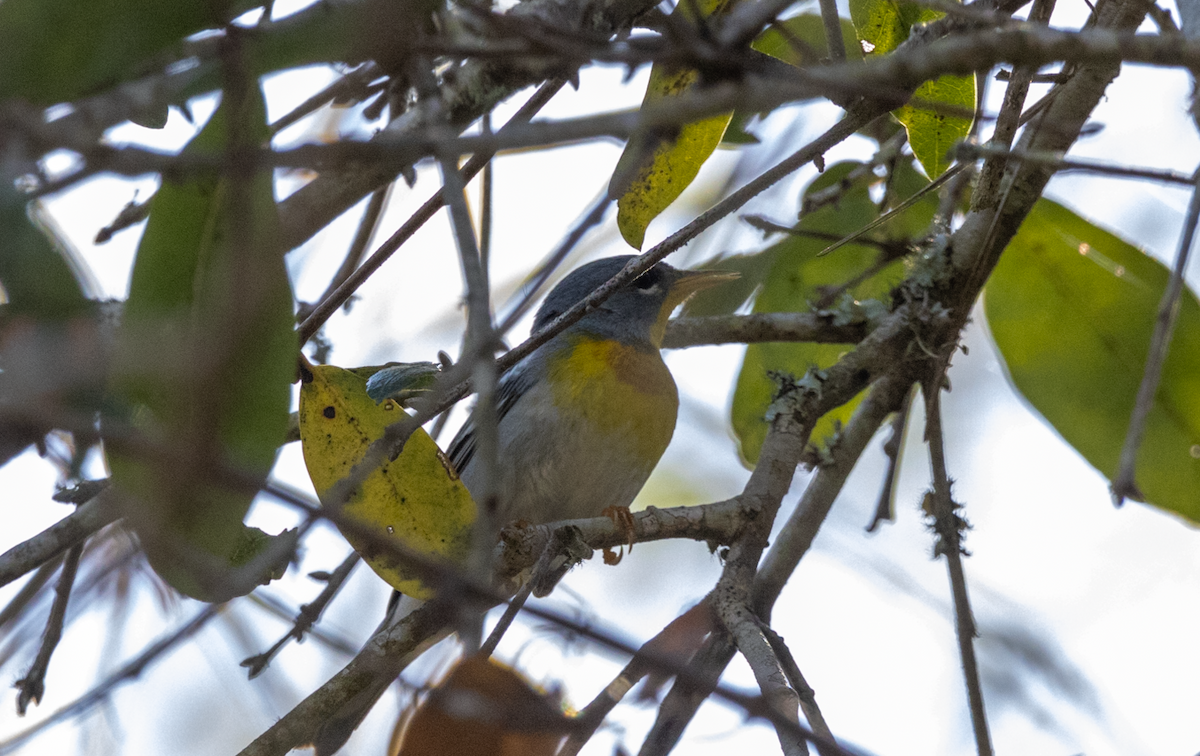 Northern Parula - Lucas Pittman