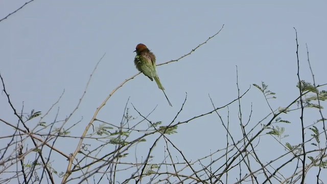 Asian Green Bee-eater - ML615619691