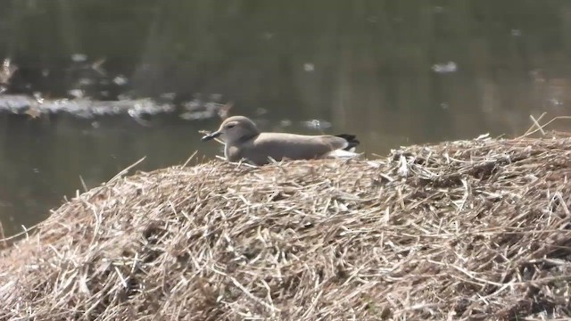 White-tailed Lapwing - ML615619694