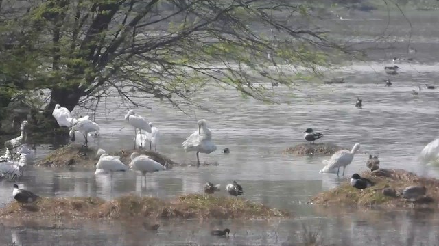 Eurasian Spoonbill - ML615619703