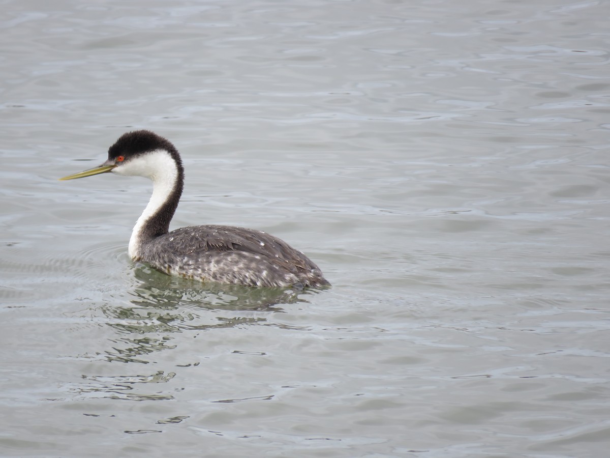 Western Grebe - Robert Martin