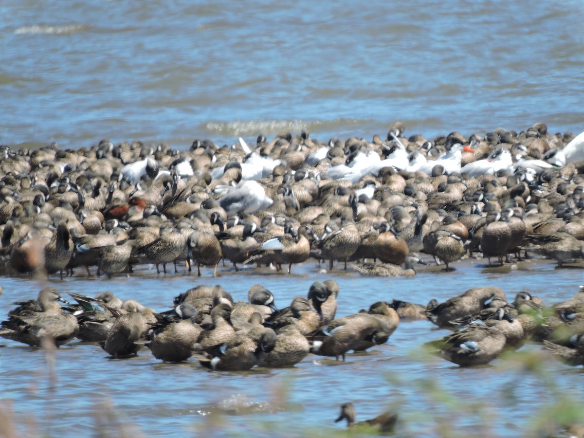 Blue-winged Teal - ML615619749