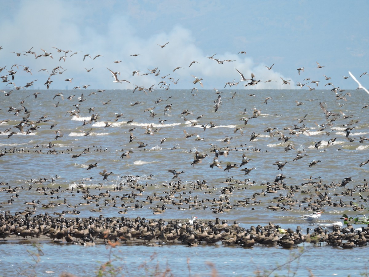 Blue-winged Teal - ML615619750