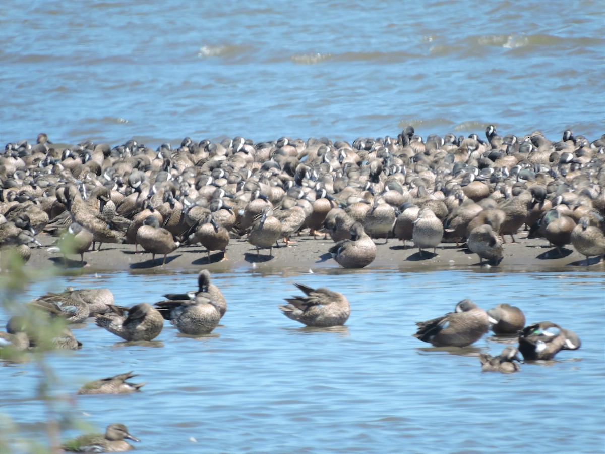 Blue-winged Teal - ML615619751