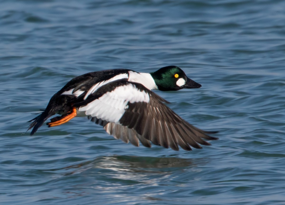 Common Goldeneye - ML615619762