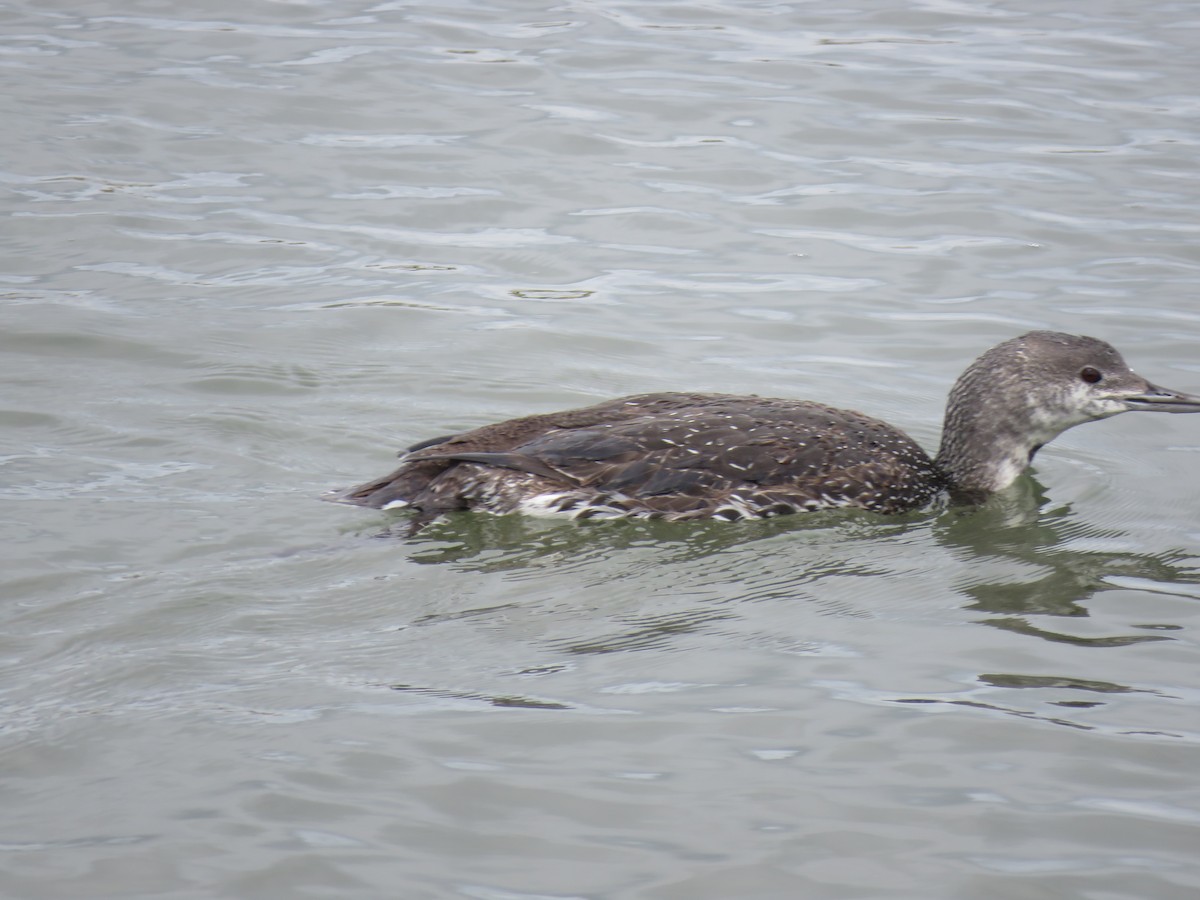 Red-throated Loon - Robert Martin