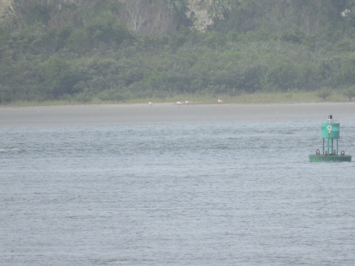 Roseate Spoonbill - ML61561981