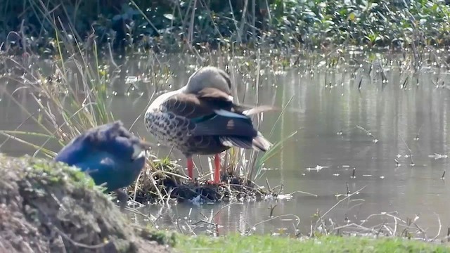 Indian Spot-billed Duck - ML615619841