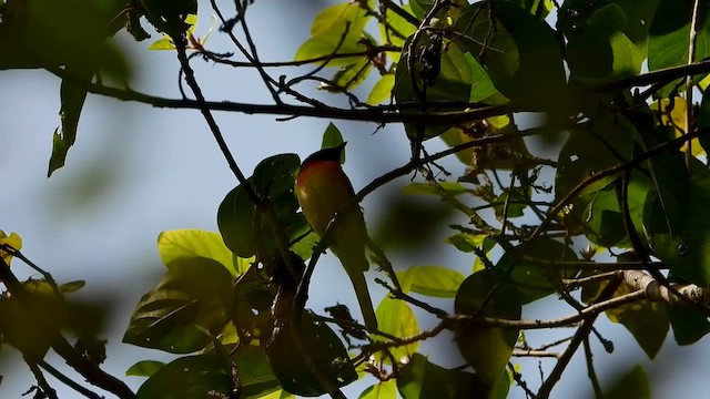 Minivet Chico - ML615619849