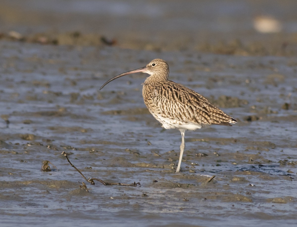 Eurasian Curlew - ML615619858