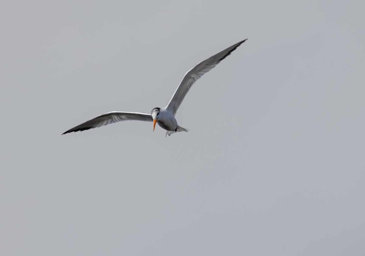 Royal Tern - ML615619870