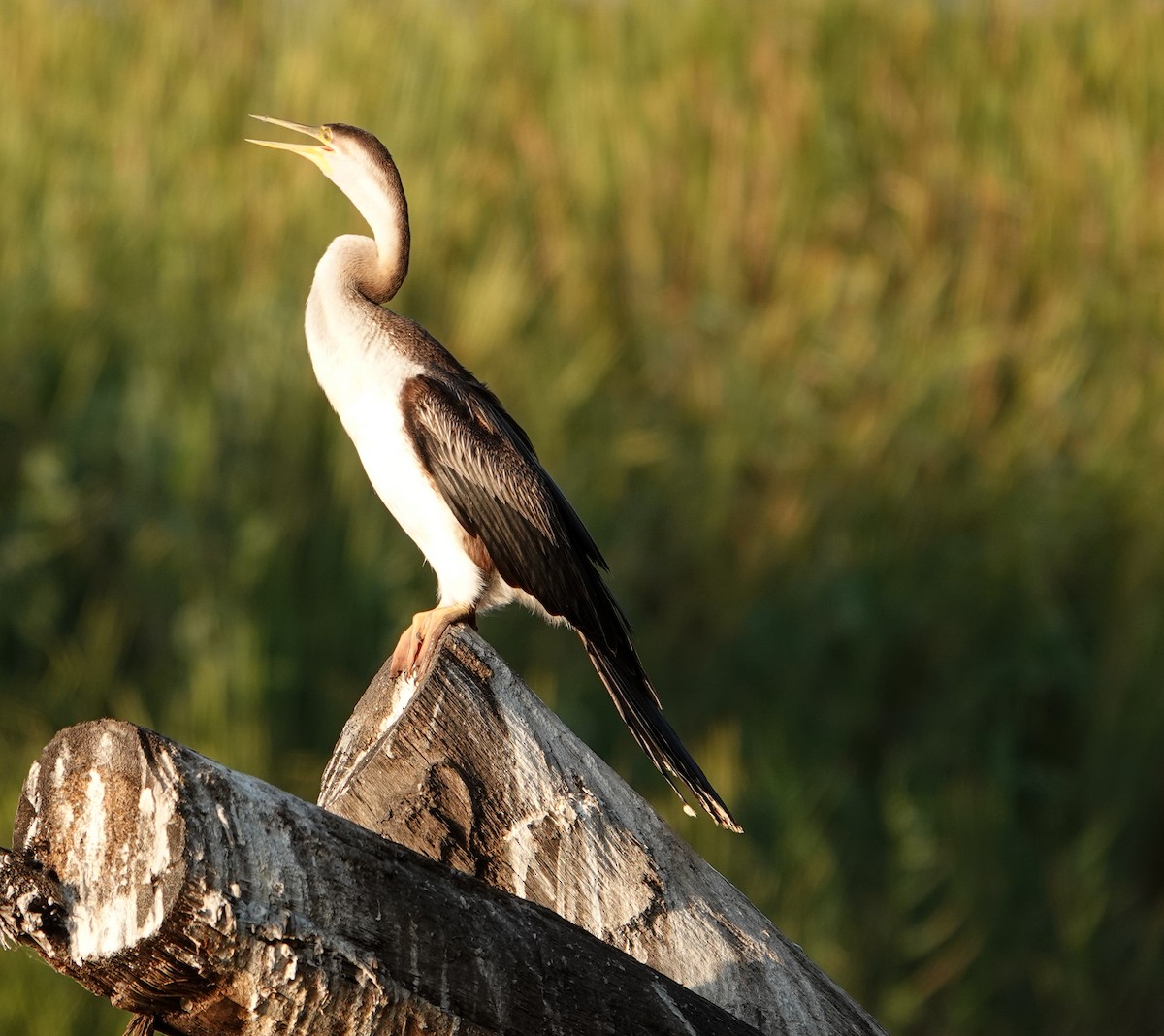 Afrika-Schlangenhalsvogel - ML615619914