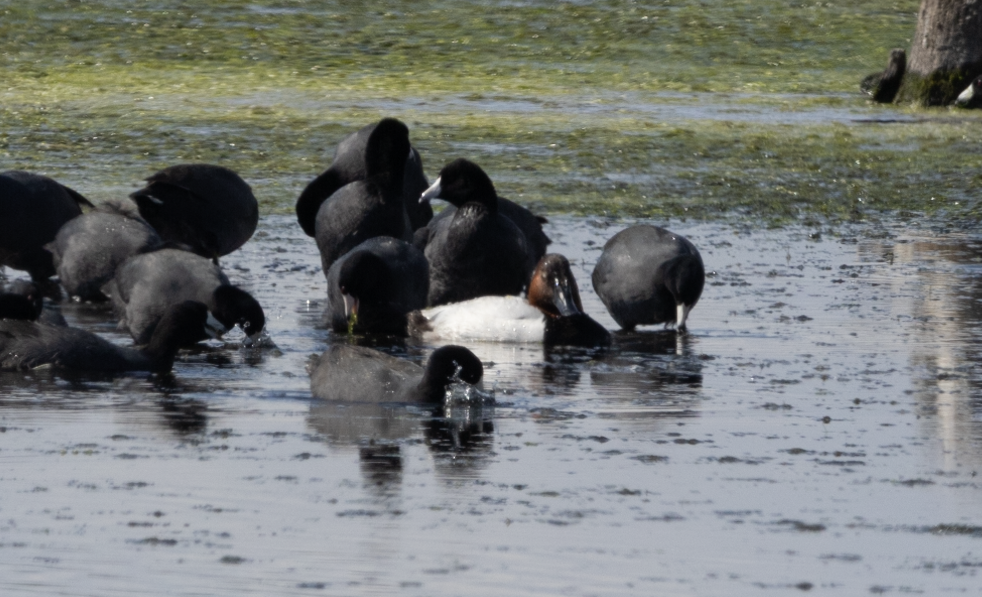 Canvasback - ML615619930