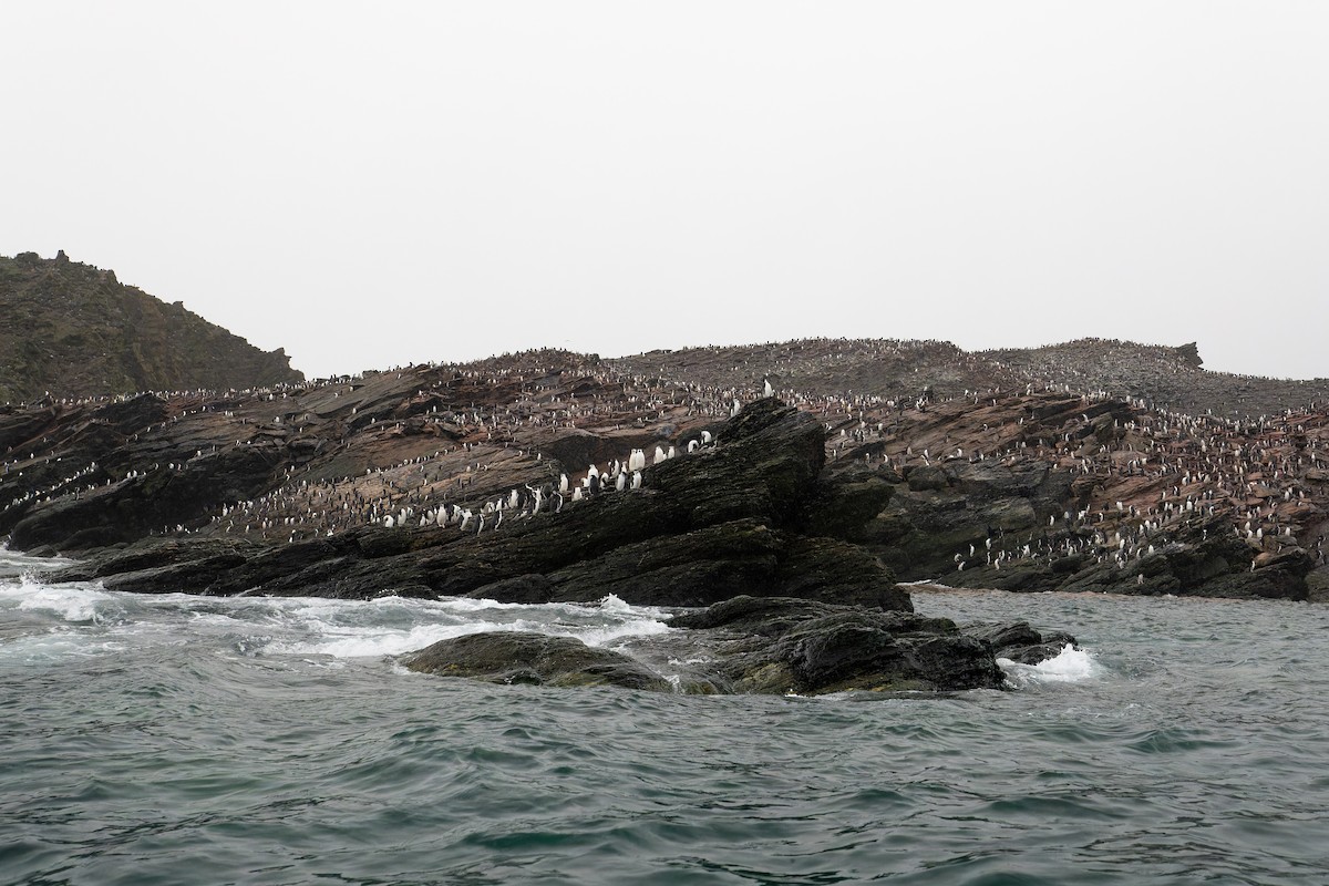 Chinstrap Penguin - ML615619931