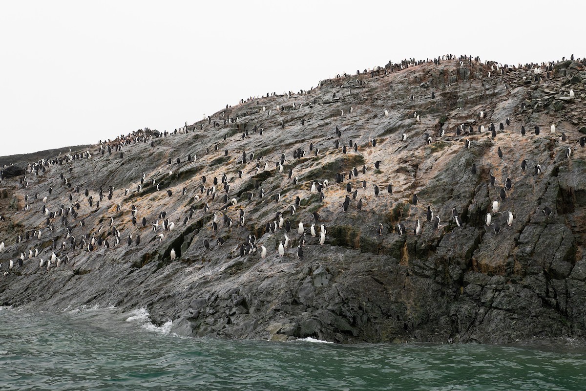 Chinstrap Penguin - Alex Rinkert