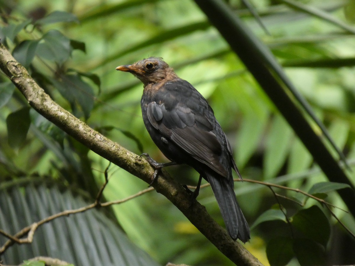 Eurasian Blackbird - ML615619973